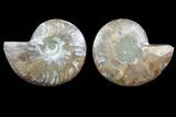 Cut & Polished Ammonite Fossil - Agatized #82320-1
